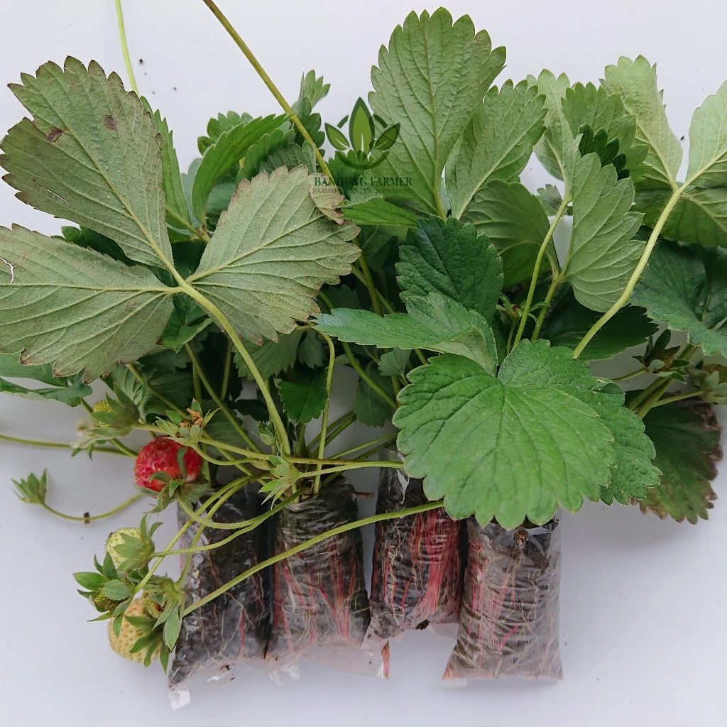 Bibit Strawberry Isi 5 Siap Tanam