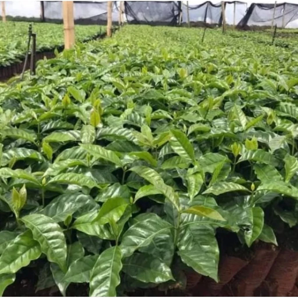 Bibit Kopi Robusta Magelang