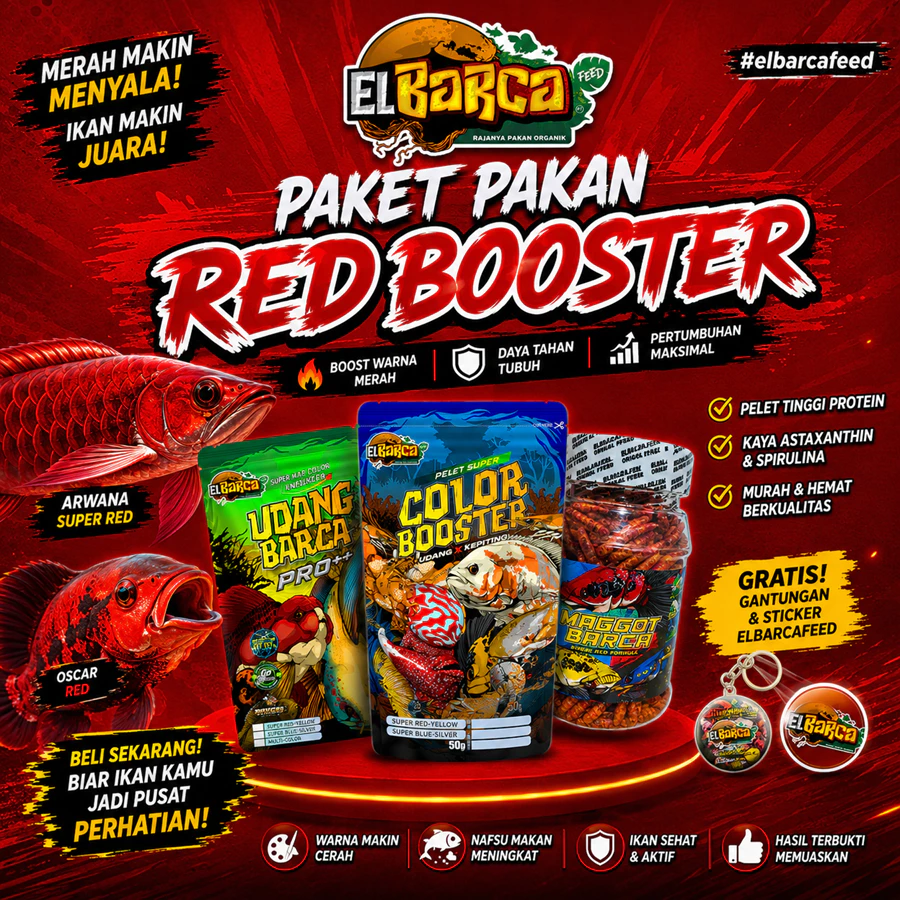 Pakan Ikan Gabus Predator