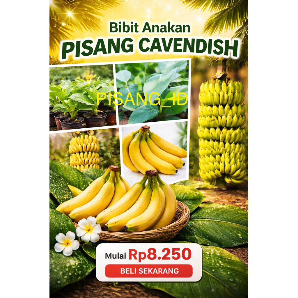 BIBIT ANAKAN PISANG CAVENDISH G9 100% ORIGINAL KUALITAS UNGGUL SIAP TANAM DAN CEPAT BERBUAH