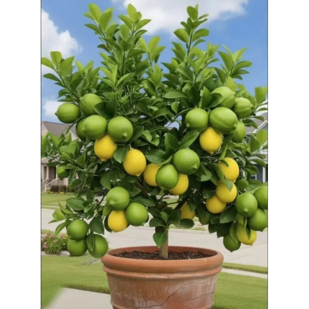 Bibit Jeruk Lemon California Cepat Berbuah, Siap Ditanam di Pot atau Lahan