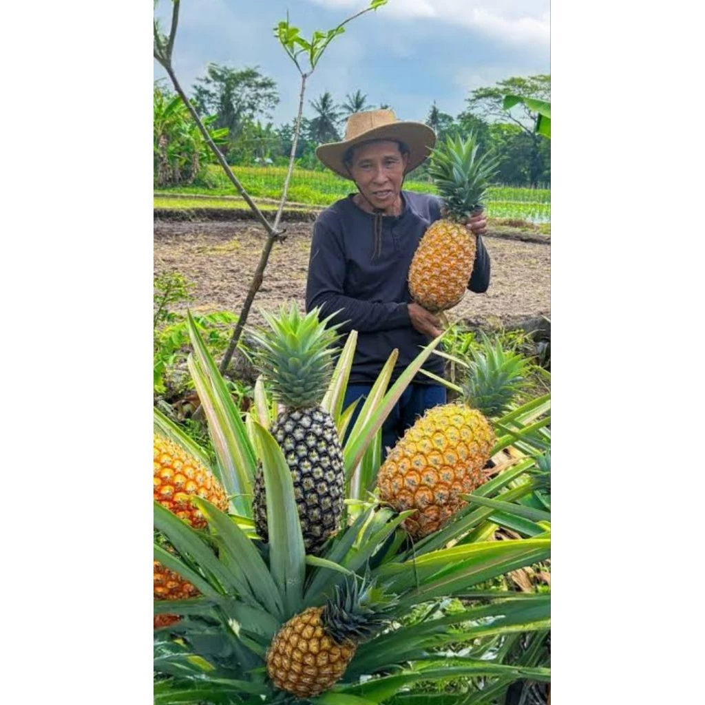 Bibit Nanas Madu Jumbo Isi 8