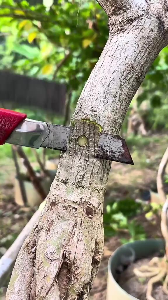 beautifull grafting🤩🌳 #bonsaitree #grafting #gardening #programming #bonsai