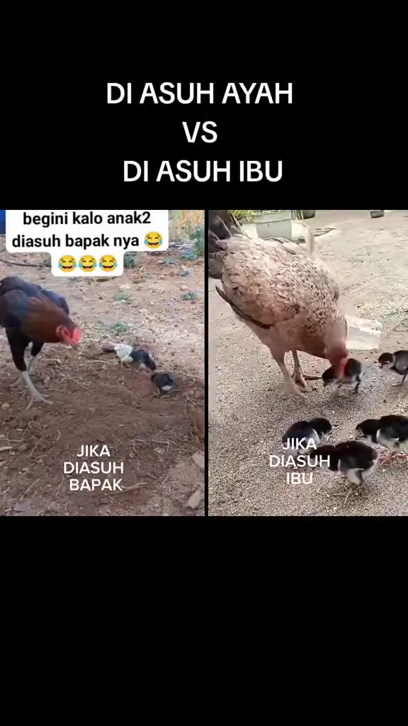 #diasuhayahvsibu #ayam #diasuh #diasuhayah #funnyvideo