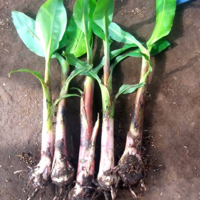 Bibit Pisang Cavendish Super ~ Anakan ~ Bonggol Besar