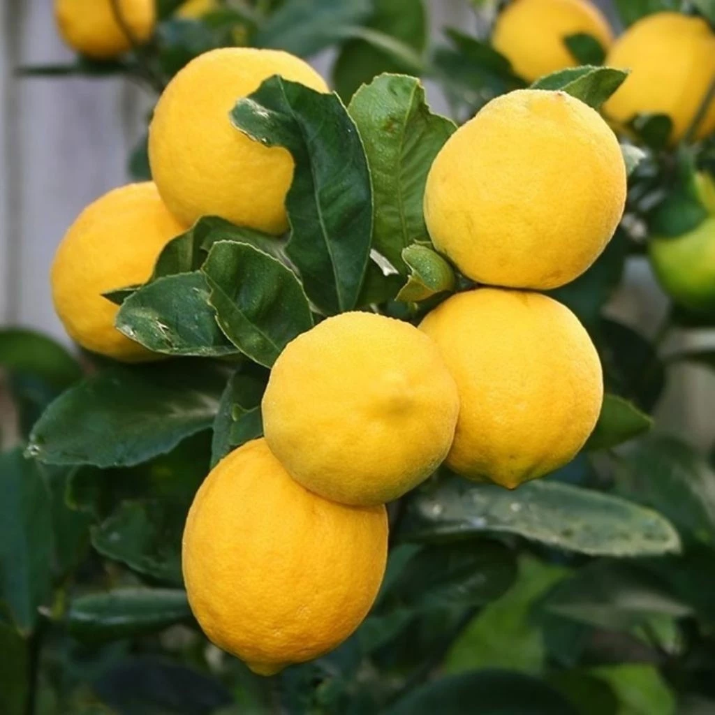 Bibit Tanaman Lemon California Ukuran 25cm