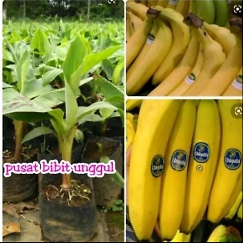 Bibit Pisang Cavendish Asli Tinggi 30-50 Cm